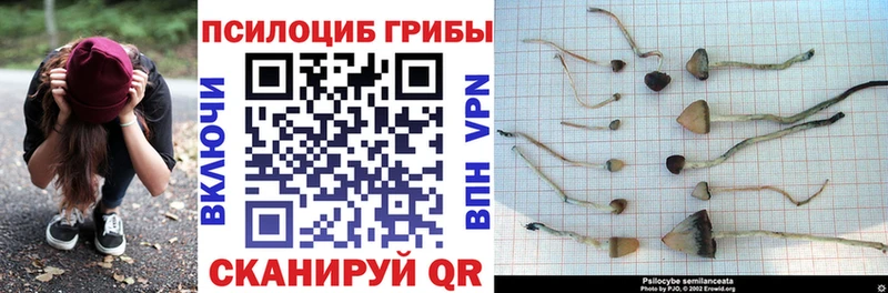 Галлюциногенные грибы Cubensis  мега маркетплейс  Балашиха  цена наркотик 